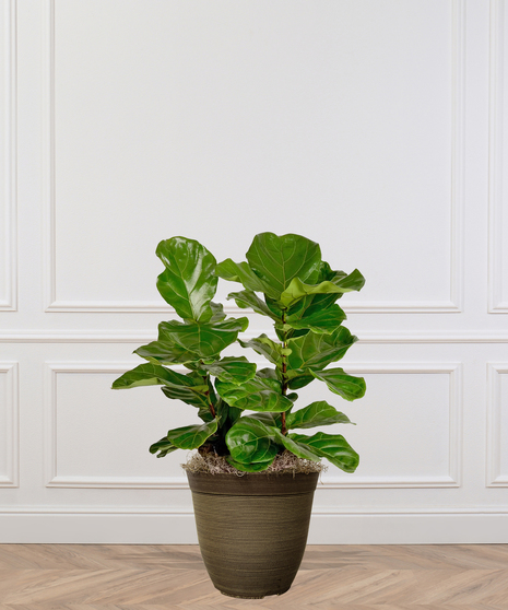 Fiddle-Leaf Fig Trees and Bushes Delivered in Baton Rouge by Billy Heroman's