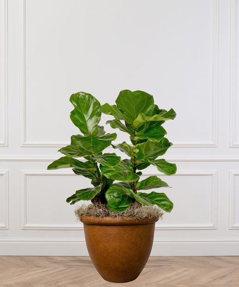 Fiddle-Leaf Fig Trees and Bushes Delivered in Baton Rouge by Billy Heroman's