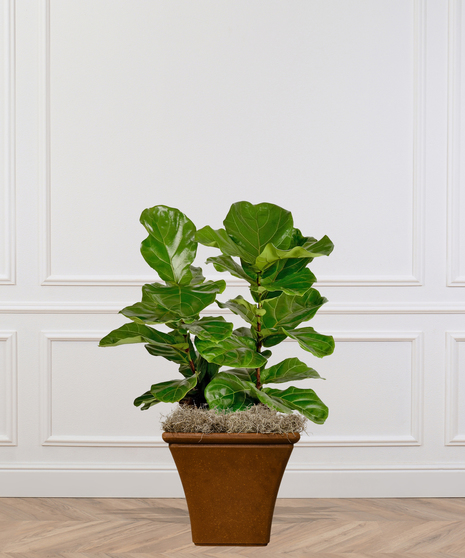 Fiddle-Leaf Fig Trees and Bushes Delivered in Baton Rouge by Billy Heroman's