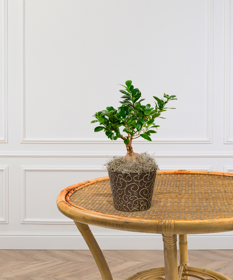 Ginseng Ficus plant in a modern ivory vase with glossy green leaves and a festive red ribbon, displayed on a wooden table.