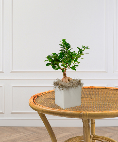 Ginseng Ficus plant in a modern ivory vase with glossy green leaves and a festive red ribbon, displayed on a wooden table.