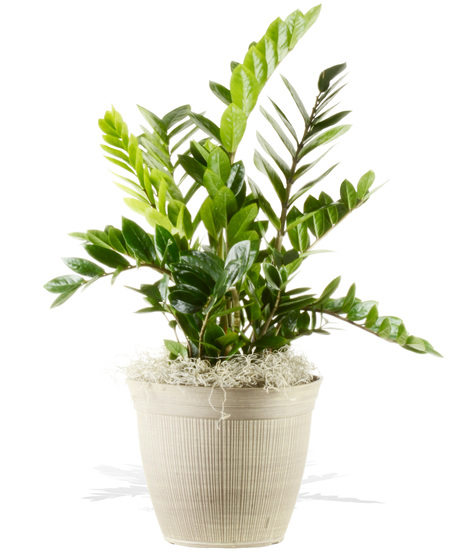 ZZ Plant - Upgraded Pot