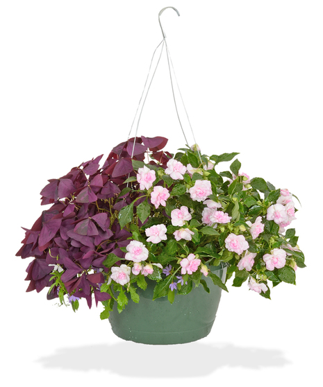 Spring Twelve Inch Hanging Basket