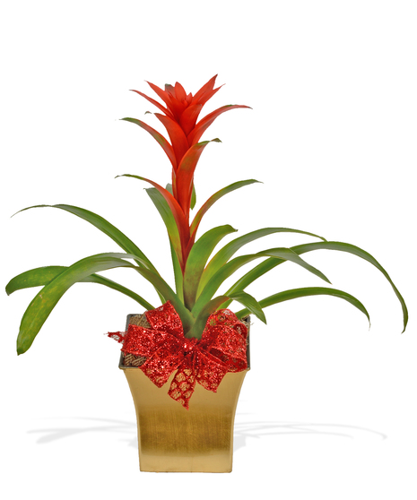 tropical blooming bromeliad plant delivered baton rouge LA