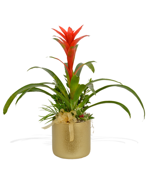tropical blooming bromeliad plant delivered baton rouge LA