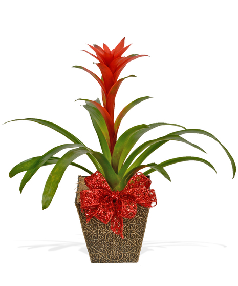 tropical blooming bromeliad plant delivered baton rouge LA