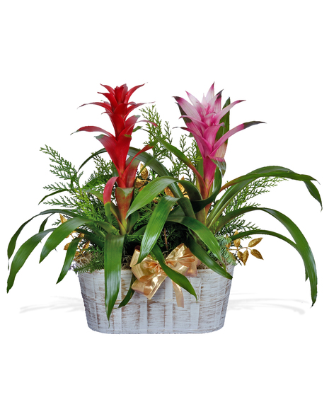Holiday Double Bromeliad Plant