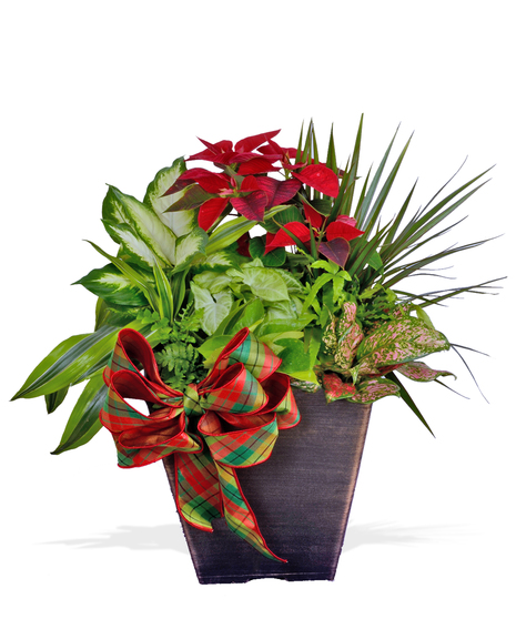 Holly Jolly Plant Pot