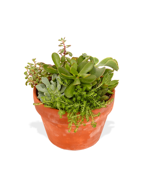 Succulents arranged in a clay pot delivered in BAton Rouge
