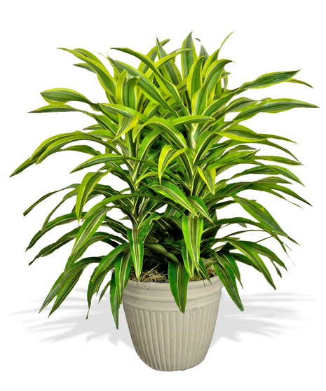 Green Dracaena Warneckii Plant Delivered baton rouge LA