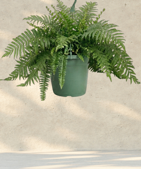 Green Boston Fern Plants delivered in Baton Rouge LA
