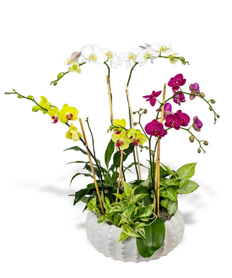 Orchid Garden Planter