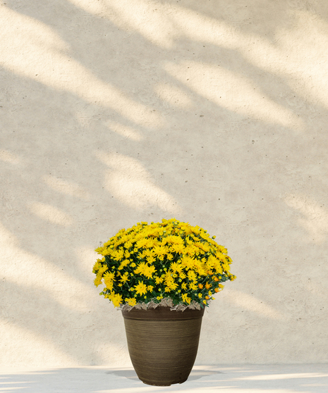 6-inch garden mum plant with deep red blooms in a decorative container, part of the Billy Heroman’s Blooming Plants collection
