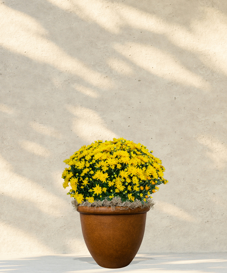 6-inch garden mum plant with deep red blooms in a decorative container, part of the Billy Heroman’s Blooming Plants collection