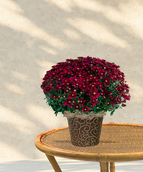 Garden Mum - 6