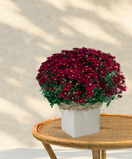 6-inch garden mum plant with deep red blooms in a decorative container, part of the Billy Heroman’s Blooming Plants collection