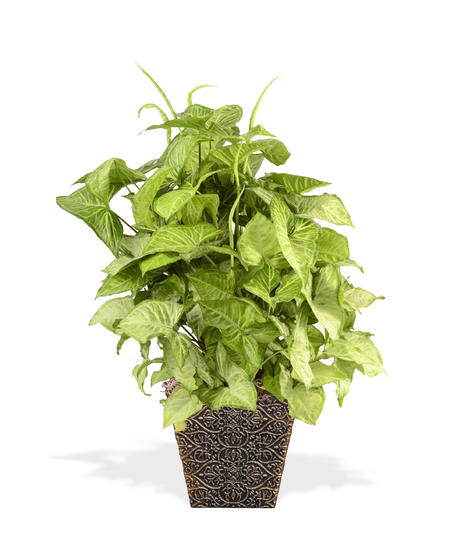 Nephthytis