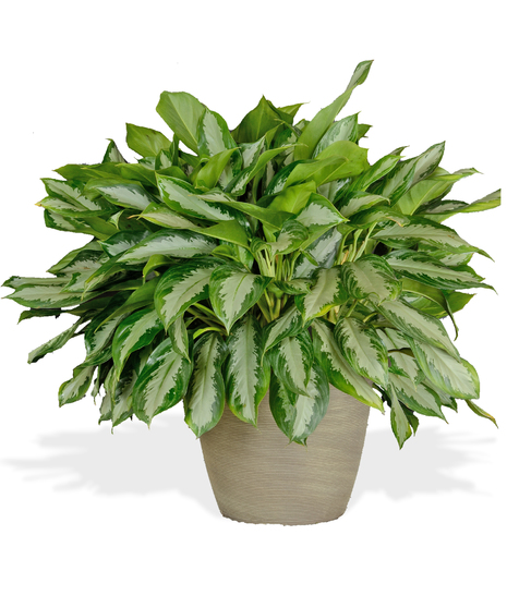 Chinese Evergreen Plant delivered in Baton Rouge LA