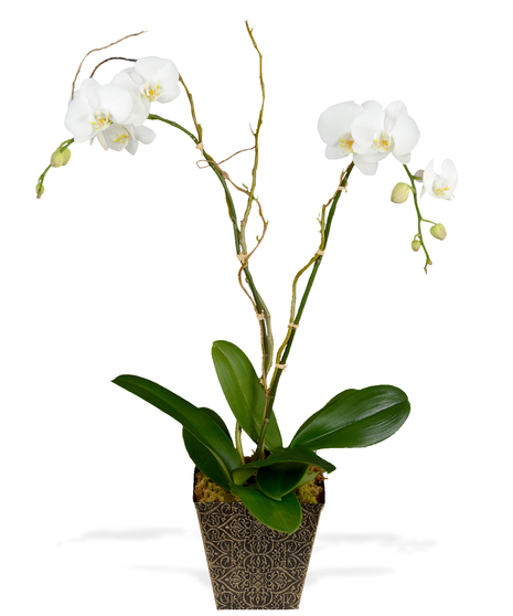 Double Orchid Plant