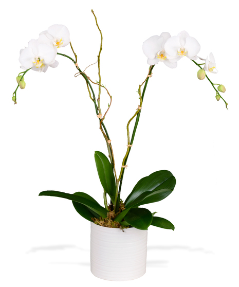 2 potted orchid plants delivered baton rouge LA