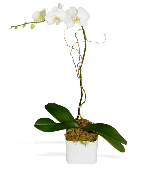 Phalaenopsis Orchid Blooming Plant  delivered  Baton Rouge, LA 