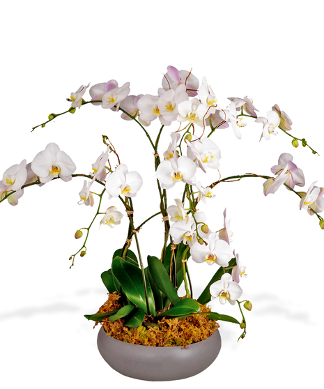 4 orchid plants in a container delivered in Baton Rouge LA 