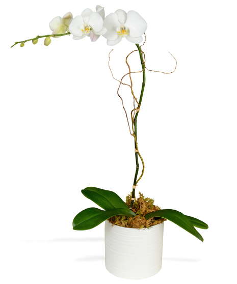 Phalaenopsis Orchid Blooming Plant  delivered  Baton Rouge, LA 