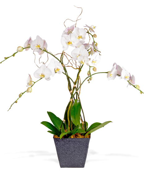 3 potted orchid plants delivered baton rouge LA