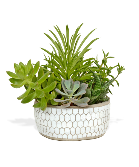 Succulent Garden