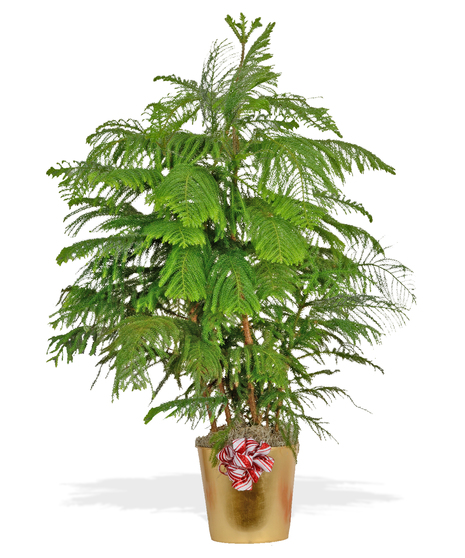 Norfolk Pine Christmas Green Plant delivered Baton Rouge LA