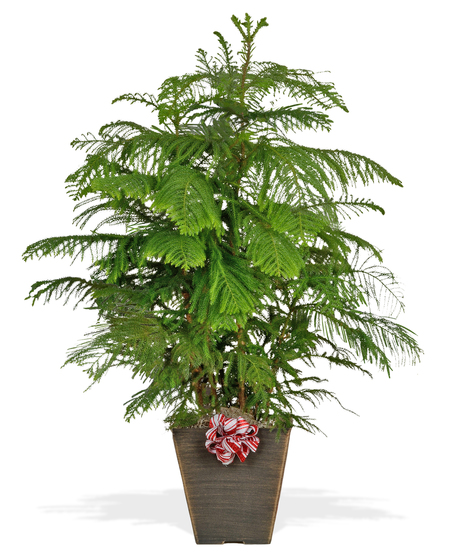 Norfolk Pine Christmas Green Plant delivered Baton Rouge LA