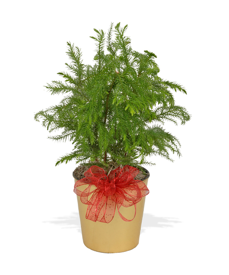 4.5 In Norfolk Pine Christmas Green Plant delivered Baton Rouge LA