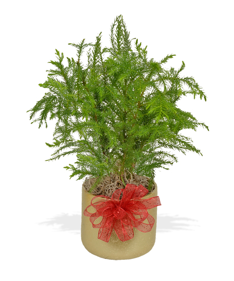 4.5 In Norfolk Pine Christmas Green Plant delivered Baton Rouge LA