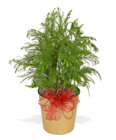 Norfolk Pine Christmas Green Plant delivered Baton Rouge LA
