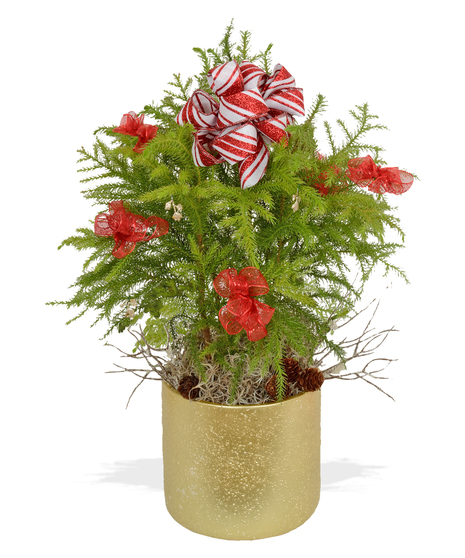 26 Christmas Norfolk Pine Stem by Bloom Room