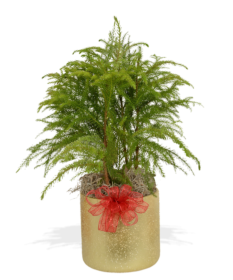 Norfolk Pine Christmas Green Plant delivered Baton Rouge LA