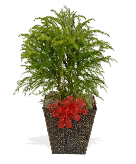 Norfolk Pine Christmas Green Plant delivered Baton Rouge LA