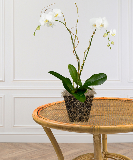 2 potted orchid plants delivered baton rouge LA