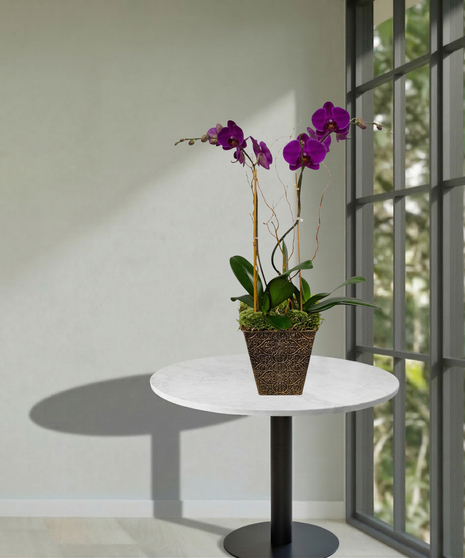 2 potted orchid plants delivered baton rouge LA