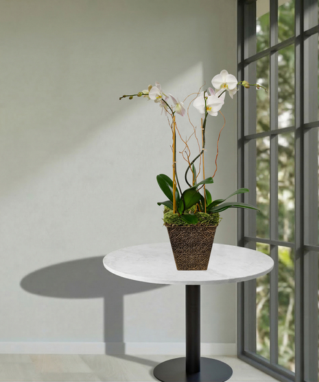 Double Orchid Planter