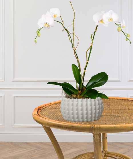 Double Orchid Planter