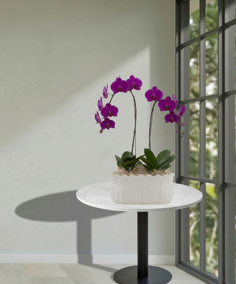Double Orchid Planter