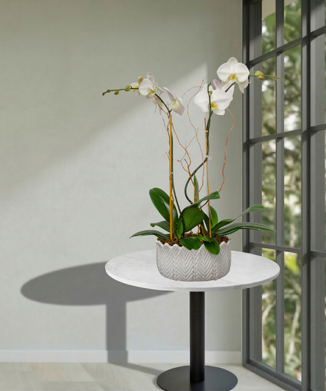 Double Orchid Planter