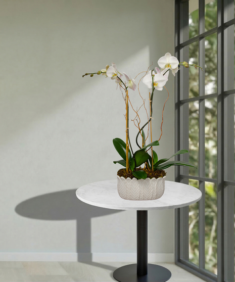 2 potted orchid plants delivered baton rouge LA