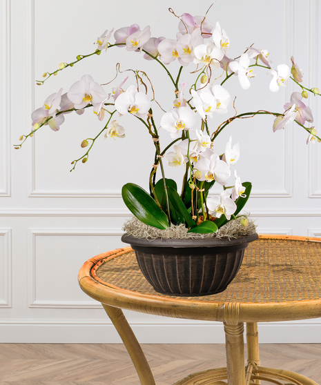 Quadruple Orchid Planter