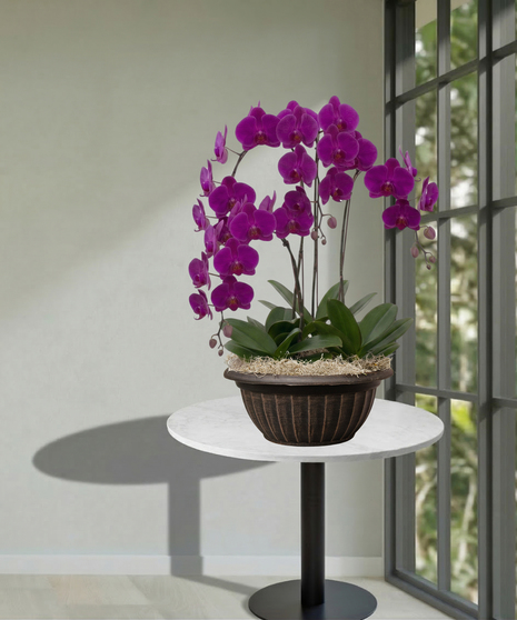 4 orchid plants in a container delivered in Baton Rouge LA 