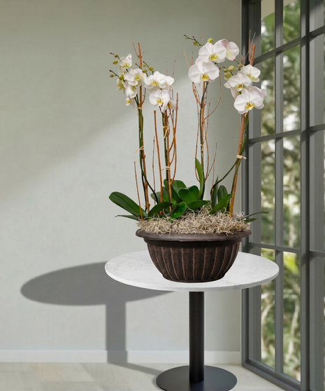 4 orchid plants in a container delivered in Baton Rouge LA 