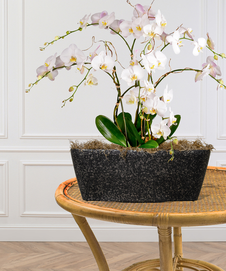 Quadruple Orchid Planter