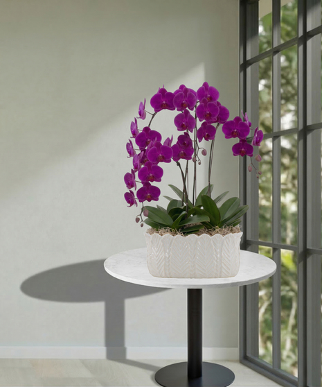 Quadruple Orchid Planter