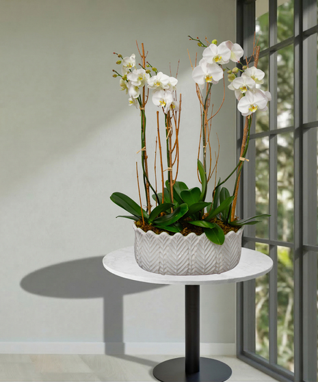 Quadruple Orchid Planter